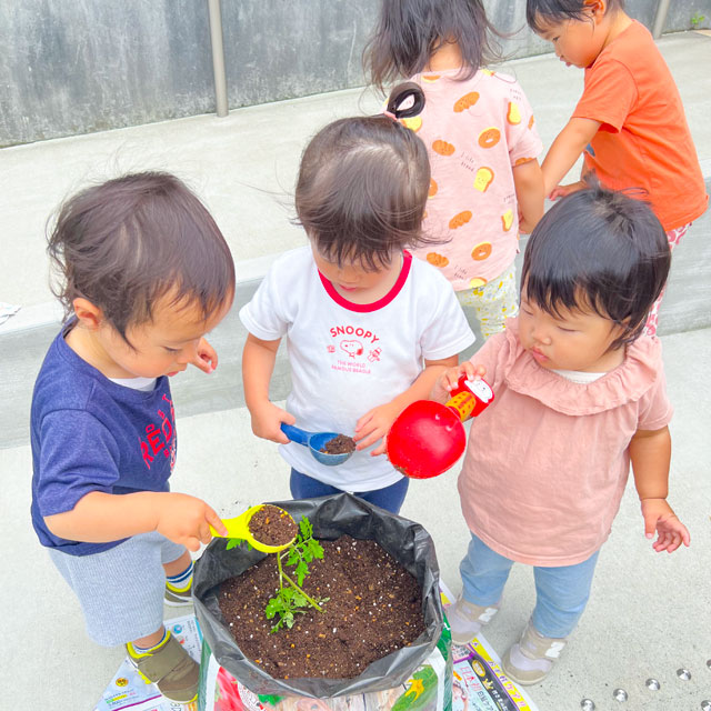 トマトの苗植え
