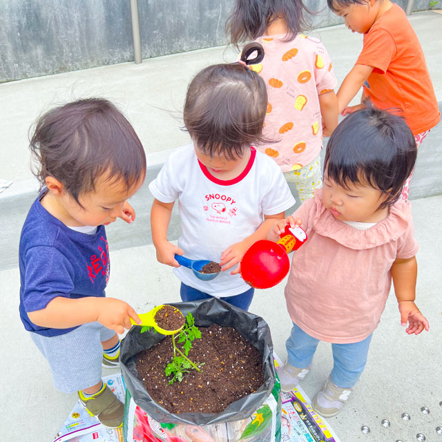 プチトマトの苗植え